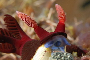 Chamberlains nembrotha by Suzan Meldonian 